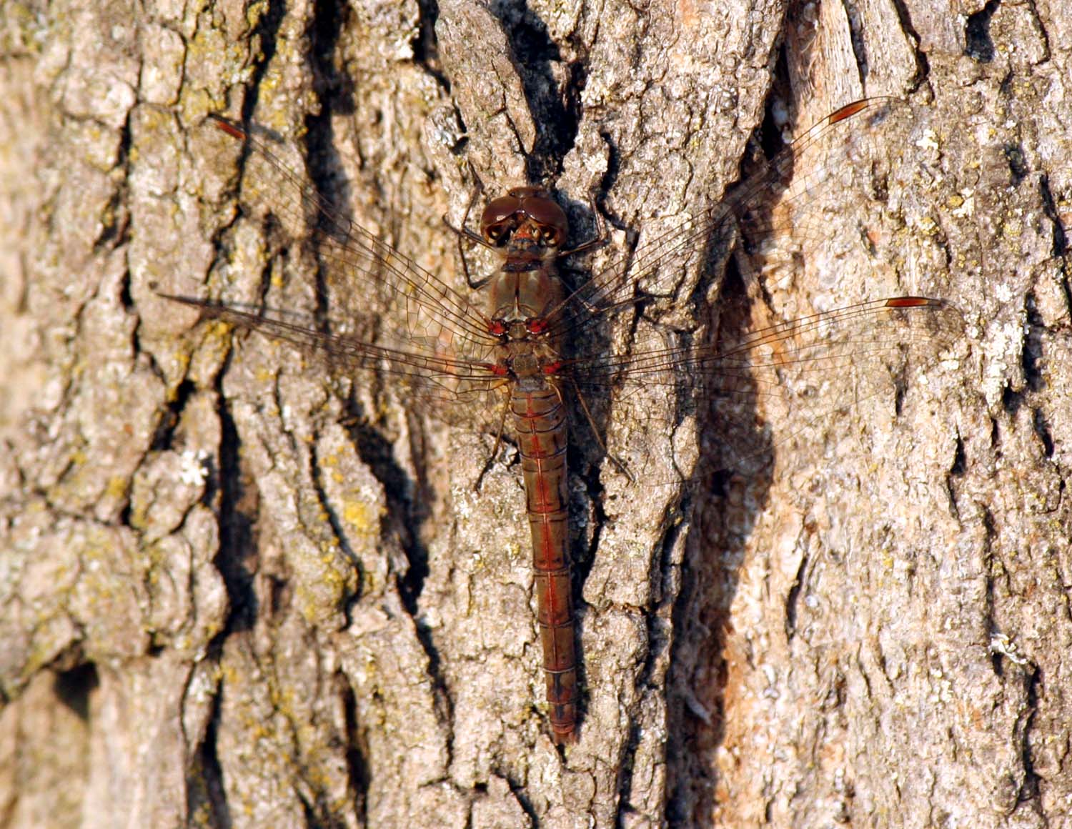 Libellule tardive: Sympetrum depressiusculum & striolatum